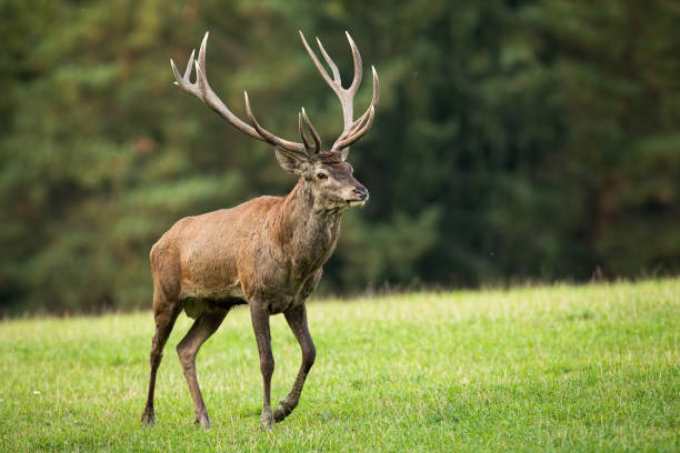 istock Red deer stag walking on meadow in autumn nature. 1277159321