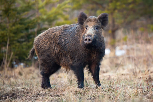 istock Wild boar standing on meadow in wintertime nature. 1277159365