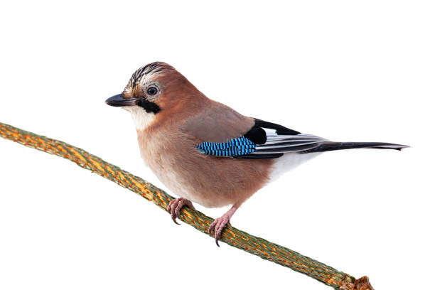 istock Eurasian jay sitting on branch isolated on white background. 1277159450