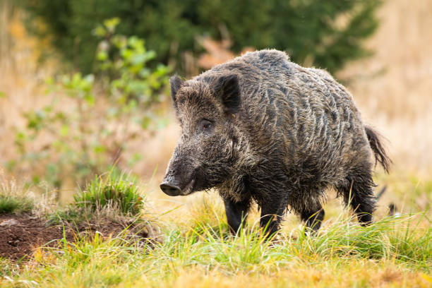 istock Wild boar standing on meadow in autumn nature. 1277159574