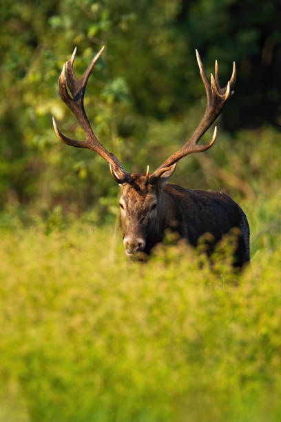 istock Male red deer stag hiding in tall green vegetation in vertical composition 1277159626