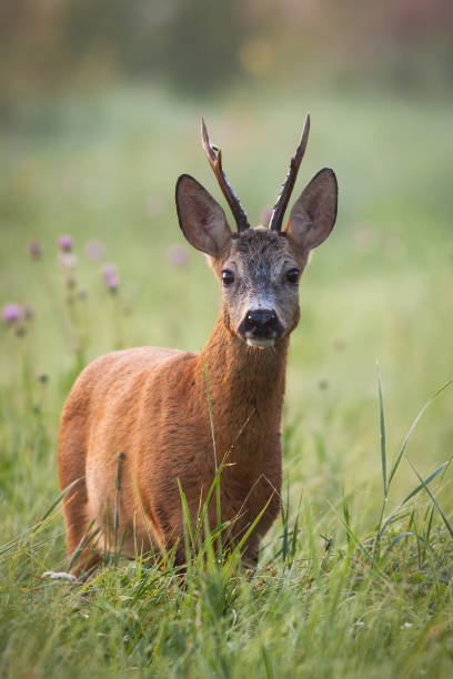 istock Roe deer stag standing on flower field in summertime nature. 1277159646