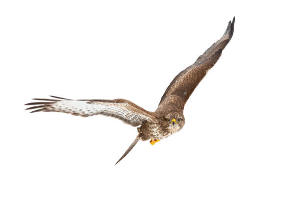 istock Common buzzard flying i the air isolated on white background. 1277160170