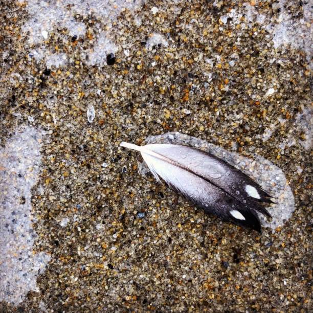 Small Feather with Two Dots on Beach stock photo