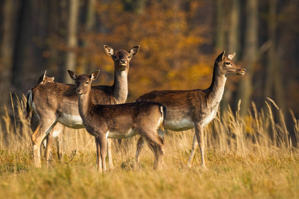 istock Calm fallow deer herd standing on meadow in autumn. 1277160324