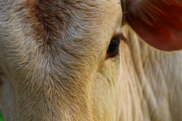 istock close view of Indian young calf eye 1277160381