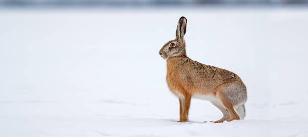 istock Brown hare standing on snow in winter nature with copy space 1277160409