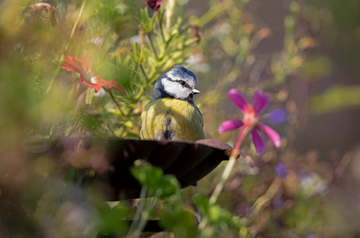 A Blue tit drinking from a bowl amongst flowers