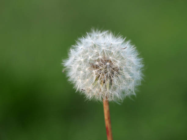 istock dandelion flower isolated on green 1277162428