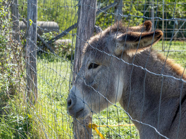 istock sad donkey prisoner in a cage 1277163335