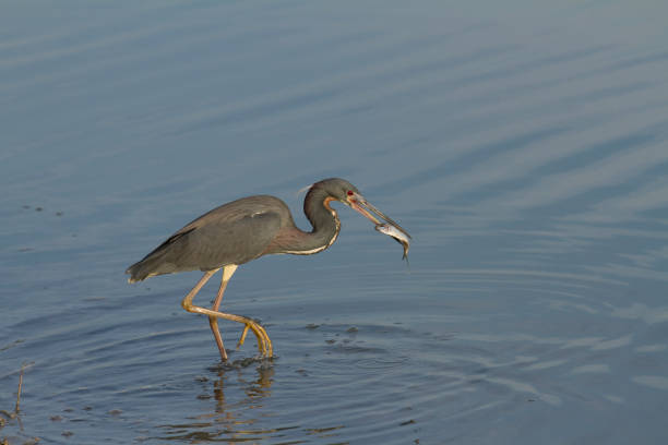 istock Tricolored Heron Egretta tricolor with fish 1277163433