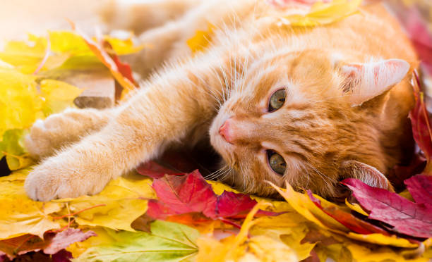 istock cat in the leaves 1277165167