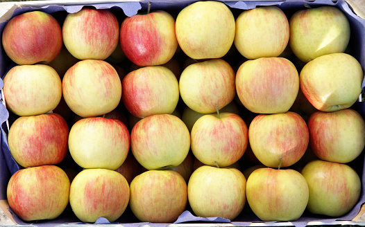 Jonagold apples photographed in a row in crates