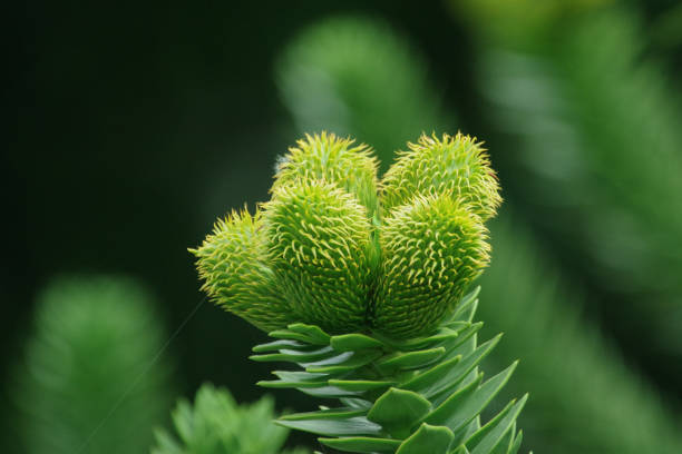 Male flower of the Andentanne Araucaria araucana araucaria araucana flower stock pictures, royalty-free photos & images
