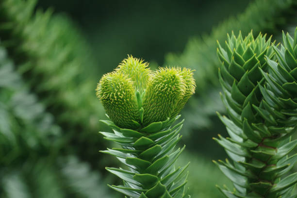 Male flower of the Andentanne Araucaria araucana araucaria araucana flower stock pictures, royalty-free photos & images