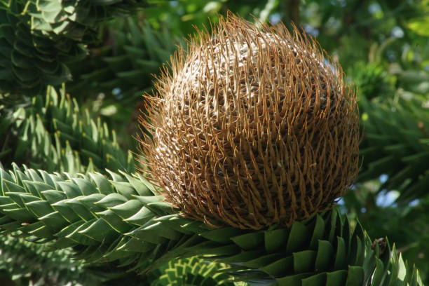 Female flower of the Andentanne Araucaria araucana araucaria araucana flower stock pictures, royalty-free photos & images