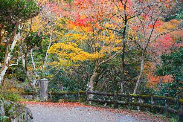 istock Minoo Park near Osaka 1277169263