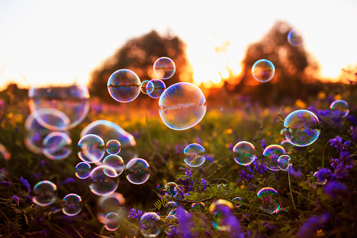 natural festive background with soap bubbles flying over a blooming purple summer meadow in the rays of the warm sunset