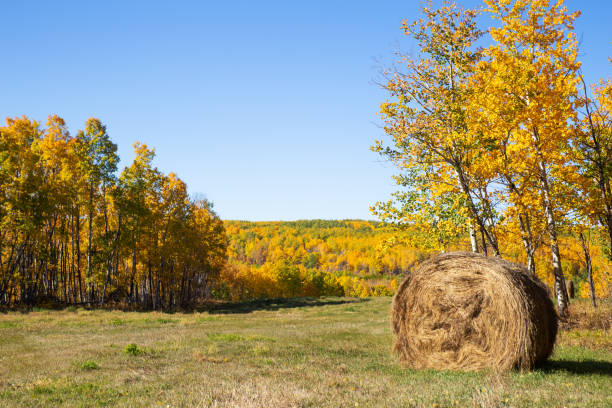 A round straw bale in a autumn colored forest in a sunny colorful countryside landscape