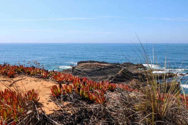 istock Beach with rocks and cliffs. Red flowers typical of maritime areas 1277170132