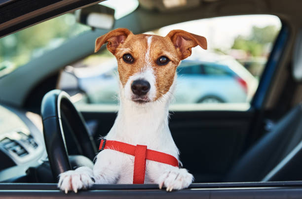 istock Dog looking out of car window. 1277170468