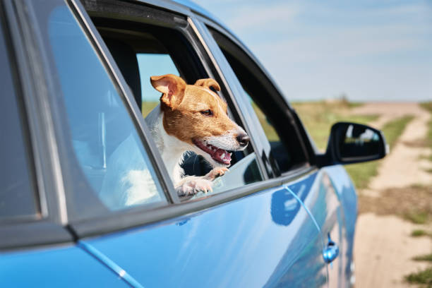 istock Dog looking out of car window. 1277170470