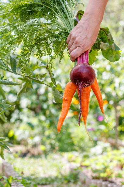 istock Carrots and beetroot just picked in the garden in hand 1277170691