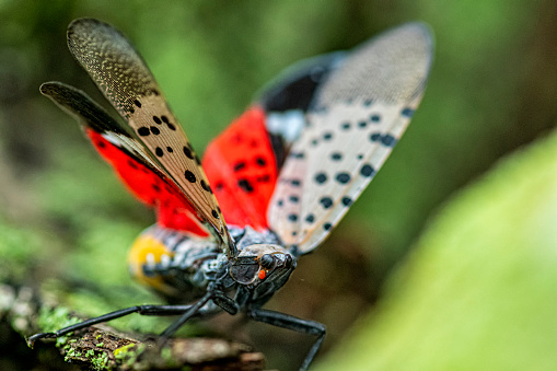 A close-up of a Spotted Lanternfly with its wing spread which shows the spots and the red color of its hind wings. The Spotted Lanternfly is an invasive insect from parts of Asia, that has made it into the Mid Atlantic area of the United States.