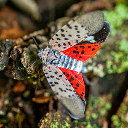 A close-up looking down on a Spotted Lanternfly with its wing spread which shows the spots and the red color of its hind wings. The Spotted Lanternfly is an invasive insect from parts of Asia, that has made it into the Mid Atlantic area of the United States.