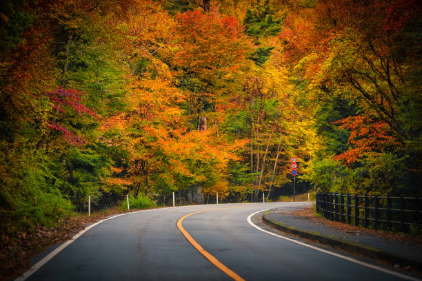 istock The road passing between the trees with autumn foliage. 1277172583