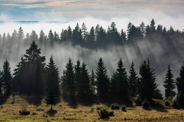 istock Forest in morning fog. 1277172752
