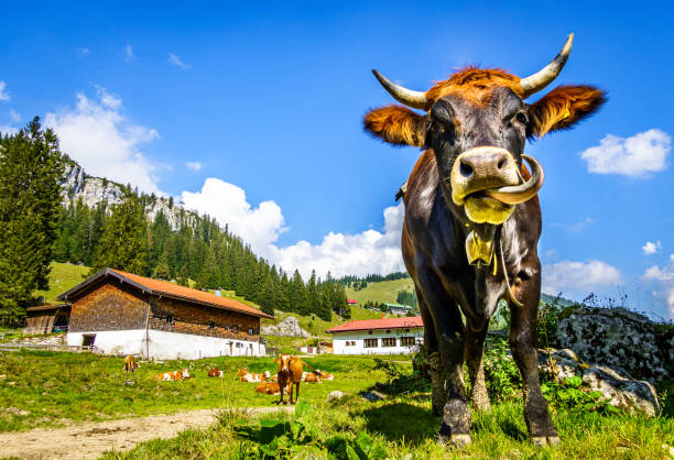 nice cow at the european alps