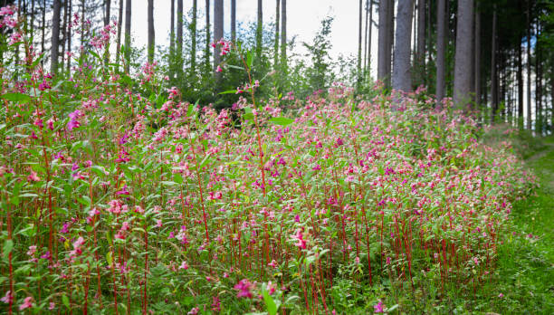 Glandular balsam Impatiens glandulifera Glandular balsam Impatiens glandulifera ornamental jewelweed stock pictures, royalty-free photos & images