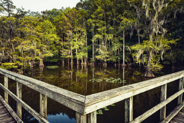 Summer mood at the Caddo Lake, Texas. Wooden bridge leading to a magical forest Summer mood at the Caddo Lake, Texas. Wooden bridge leading to a magical forest state park photos stock pictures, royalty-free photos & images
