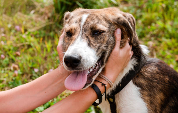istock muzzle of 1 dog with human hands on a green background , pet, animal 1277174218