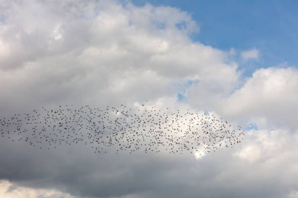 Murmuring of Starlings over nature reserve early evening