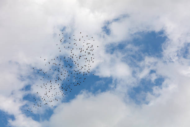 Murmuring of Starlings over nature reserve early evening