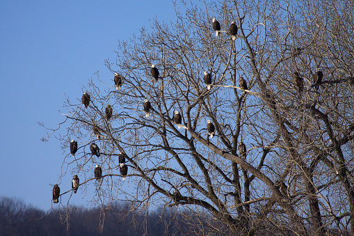 Over twenty eagles perched in a tree over the Illinois River.