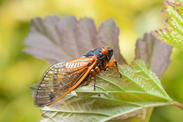 istock Adult Cicada Climbs on a Leaf 1277175814