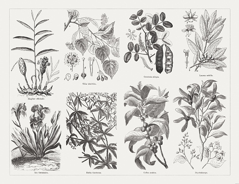 Useful and medicinal plants, top: Ginger (Zingiber officinale); Small-leaved lime (Tilia cordata, or Tilia ulmifolia), a-branch, b-blossom, c+d-stamen and pistil, e-fruit umbel, f-seed (longitudinal section), g-seed (cross section); Carob (Ceratonia siliqua), a-branch, b-blossom, c-unripe fruit, d-ripe fruit, e-ripe fruit (longitudinal section); Laurel (Laurus nobilis), a-branch with blossom, b-fruit, c-male blossom, d-female blossom, e-stamen; Below: German bearded iris (Iris Germanica); Madder (Rubia tinctorum); Branch of coffee tree (Coffea arabica); Branch of Camphor (Dryobalanops). Wood engravings, published in 1893.