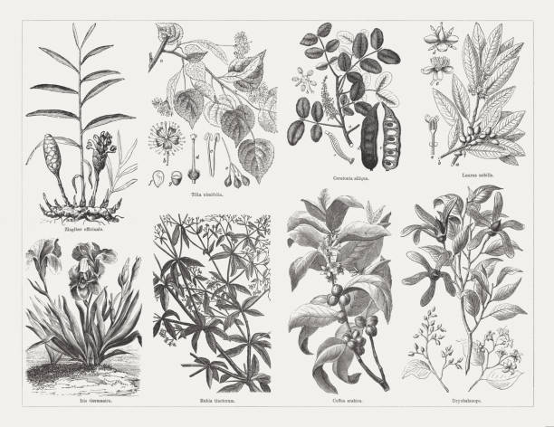 Useful and medicinal plants, wood engravings, published in 1893 Useful and medicinal plants, top: Ginger (Zingiber officinale); Small-leaved lime (Tilia cordata, or Tilia ulmifolia), a-branch, b-blossom, c+d-stamen and pistil, e-fruit umbel, f-seed (longitudinal section), g-seed (cross section); Carob (Ceratonia siliqua), a-branch, b-blossom, c-unripe fruit, d-ripe fruit, e-ripe fruit (longitudinal section); Laurel (Laurus nobilis), a-branch with blossom, b-fruit, c-male blossom, d-female blossom, e-stamen; Below: German bearded iris (Iris Germanica); Madder (Rubia tinctorum); Branch of coffee tree (Coffea arabica); Branch of Camphor (Dryobalanops). Wood engravings, published in 1893. tilia cordata stock illustrations