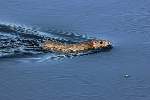 A swimming rat