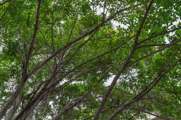 istock The big tree with green leaves 1277176502