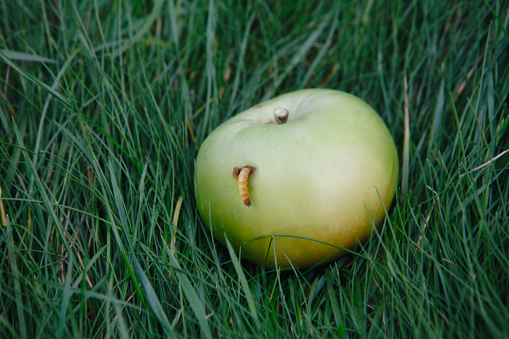 Worm in the apple on green grass