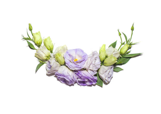 istock Semicircle of eustoma flowers on a white background 1277179119