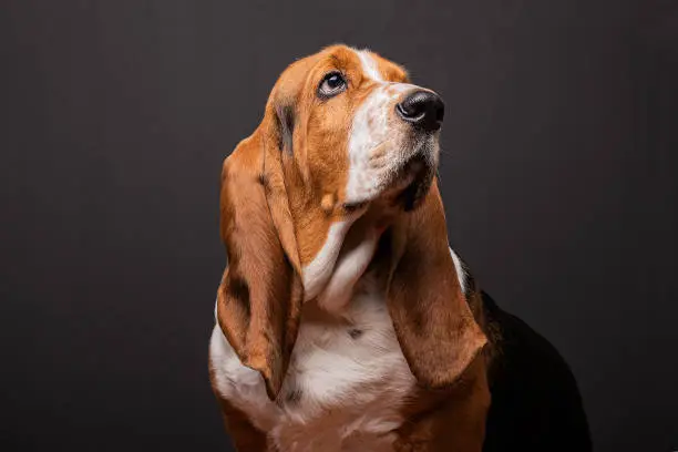Funny basset hound in a shooting at studio.