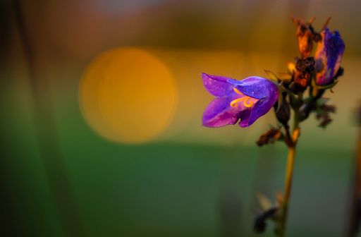 Bluebell flower against a bokeh background with a romantic gossamer evening light