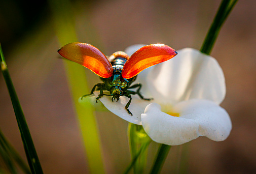 Chrysomela Populi on a flower spreading it´s shell in back lit light