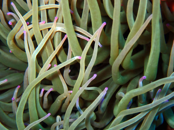 istock Green Sea Anemone - Anemonia viridis 1277180808