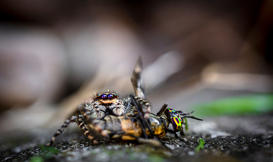 Close-up of a garden spider (araneus) hanging by a silk thread. The background is dark. The spider's hairs are clearly visible.